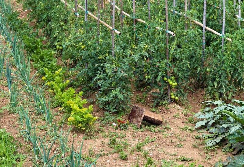 Planting Onions? Here's What You NEED to Know About the Best (and Worst) Companion Plants! 11 Tomatoes