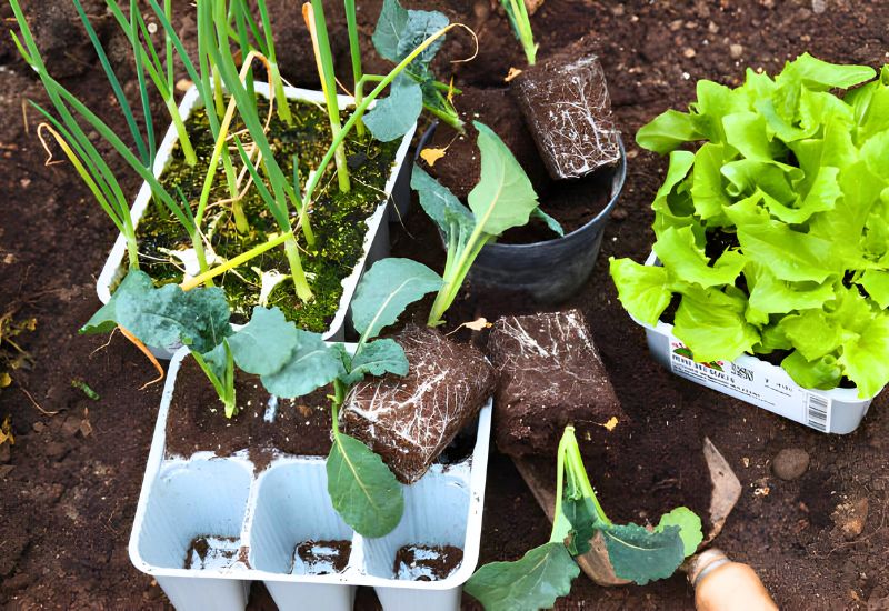 5 Plant-Killing Mistakes to Avoid When Growing Seedlings and Transplanting Them in Your Garden 2