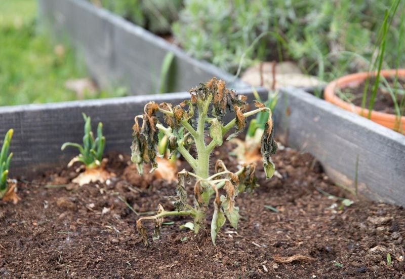 Transplanting Seedlings too Early