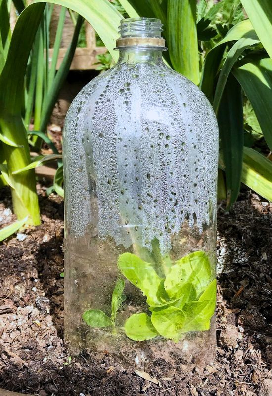 6 Genius Hacks to Keep Bugs, Insects & Slugs Away from Your Lettuce Plants! 8