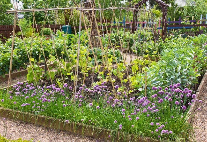 Planting Onions? Here's What You NEED to Know About the Best (and Worst) Companion Plants! 2 Vegetable patch in your own garden