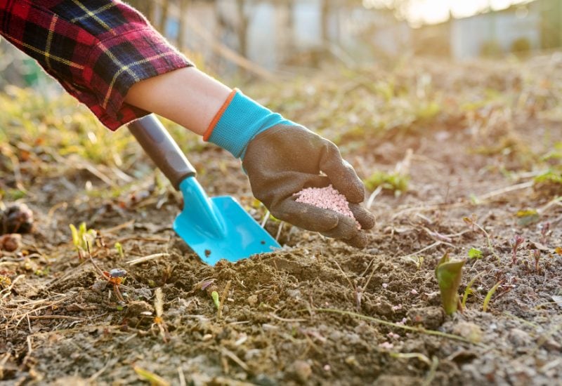 Vigorously Till & Amend the Soil