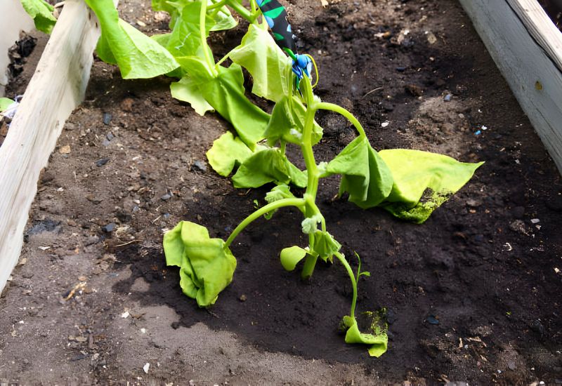 5 Plant-Killing Mistakes to Avoid When Growing Seedlings and Transplanting Them in Your Garden 4