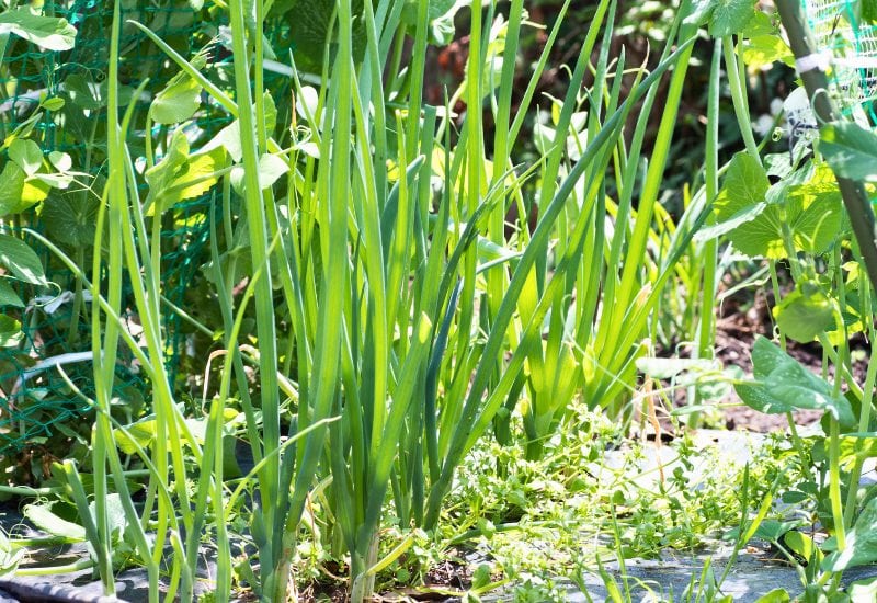 Planting Onions? Here's What You NEED to Know About the Best (and Worst) Companion Plants! 5 peas