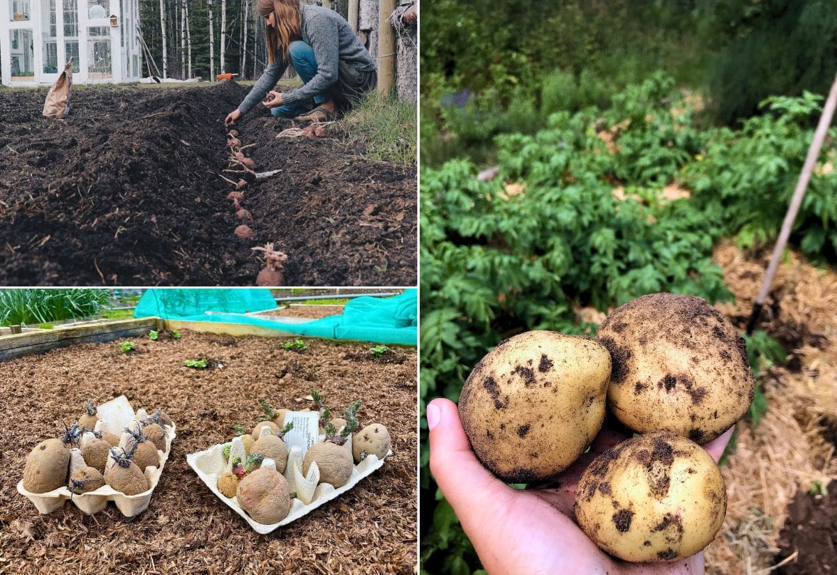 5 Proven Strategies for a Non-Stop Potato Harvest from Spring to Fall
