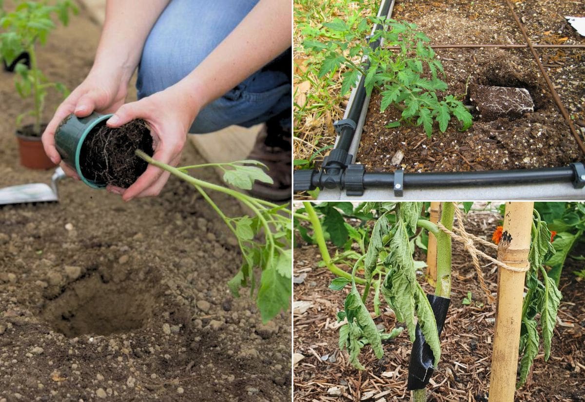 Don't Make These 8 Tomato Planting Mistakes This Spring - You'll Regret #4!