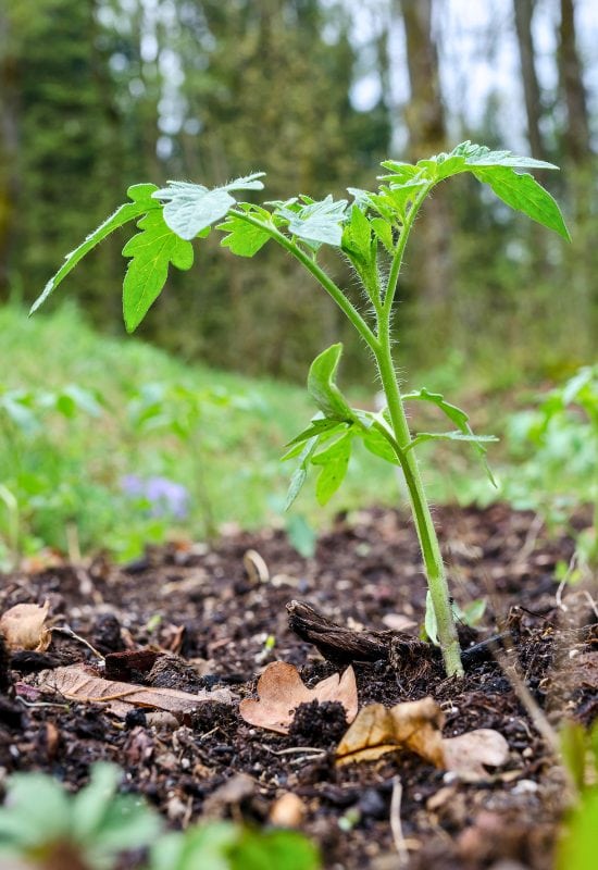 Fertilizers with Young Tomatoes