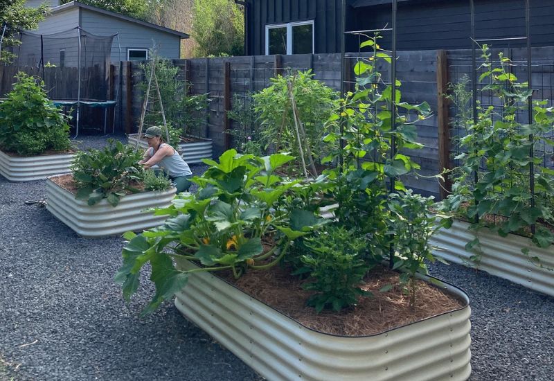 No Climbers in Small Vegetable Gardens