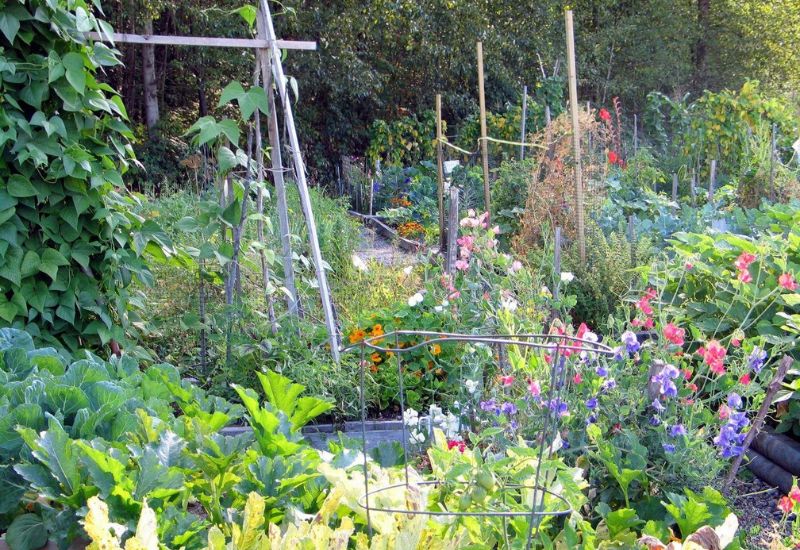 25 Common Vegetable Gardening Mistakes You Didn't Know You Were Making (And How to Fix 'Em) 4