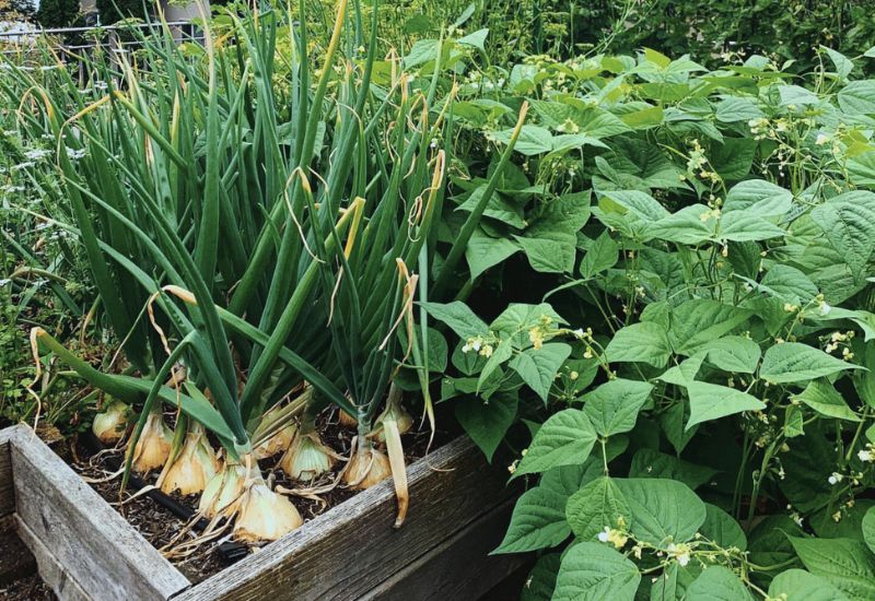 25 Common Vegetable Gardening Mistakes You Didn't Know You Were Making (And How to Fix 'Em) 9