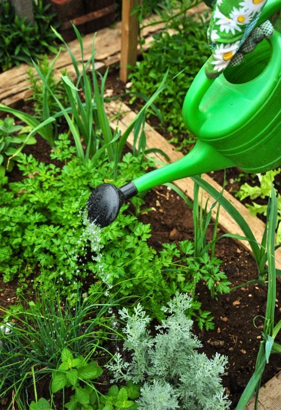 Overwatering Your Vegetable Garden