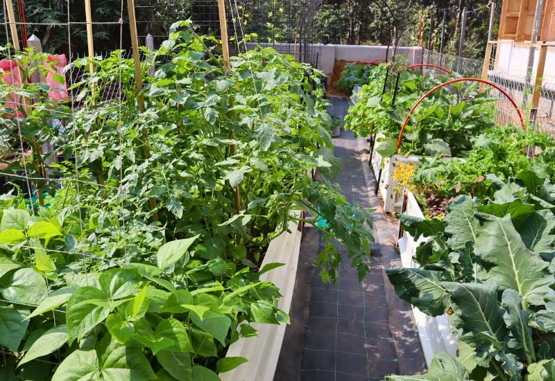 Packed Your Garden with Far Too Many Vegetables