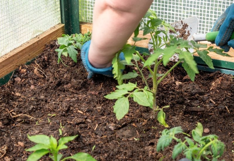Planting Tomato Seedlings Sideways Helps You with Spacing The