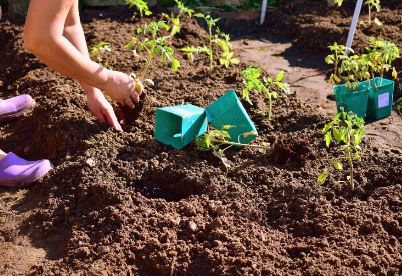 Sideways Planting tomatoes Makes the Best of Top Soil