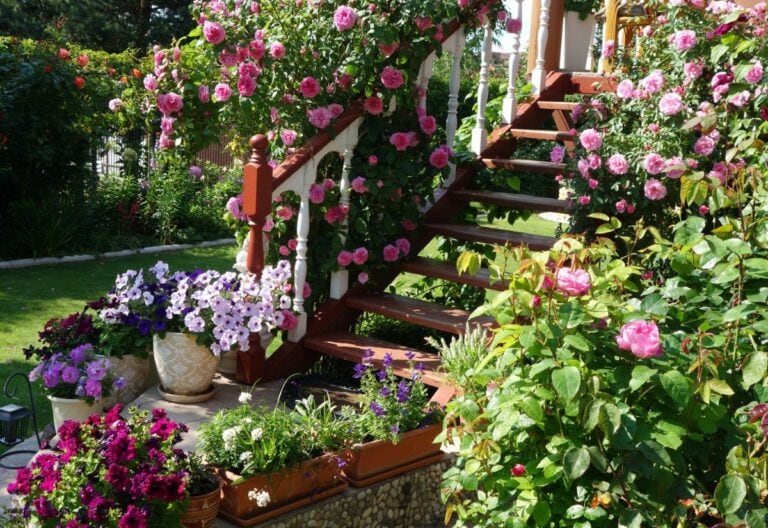 How To Fertilize Climbing Roses in Spring for Nonstop Blooms All Summer Long!