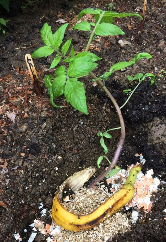 The Big Effect of Feeding Bananas to Tomatoes Only Came Later
