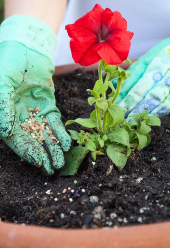 Use Organic Fast-Release Fertilizers with Your Hanging Baskets – And they Will Blossom More Vigorously