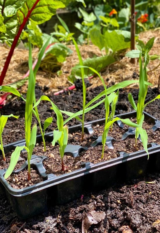 Veggies You Can Still Plant in May