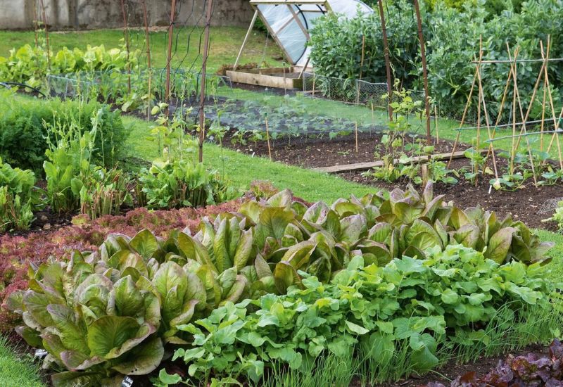 25 Common Vegetable Gardening Mistakes You Didn't Know You Were Making (And How to Fix 'Em) 7