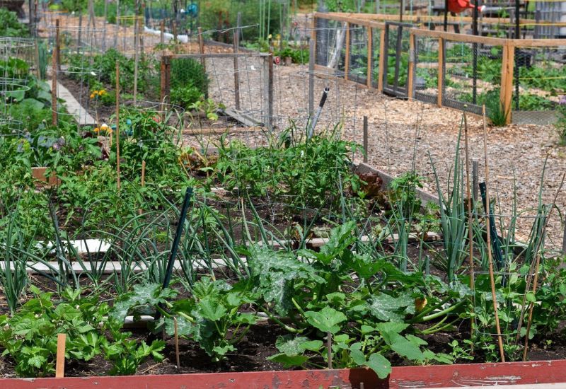 25 Common Vegetable Gardening Mistakes You Didn't Know You Were Making (And How to Fix 'Em) 14