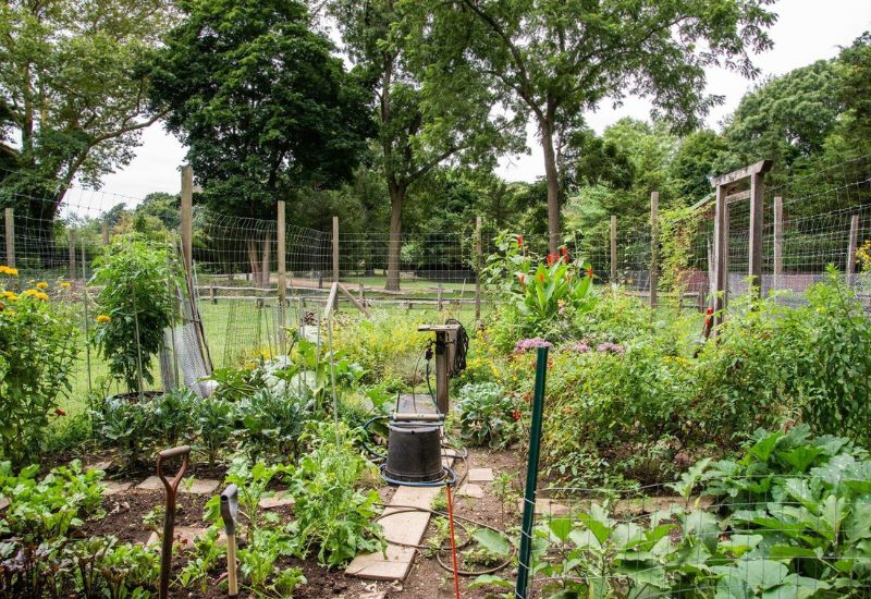 25 Common Vegetable Gardening Mistakes You Didn't Know You Were Making (And How to Fix 'Em) 6