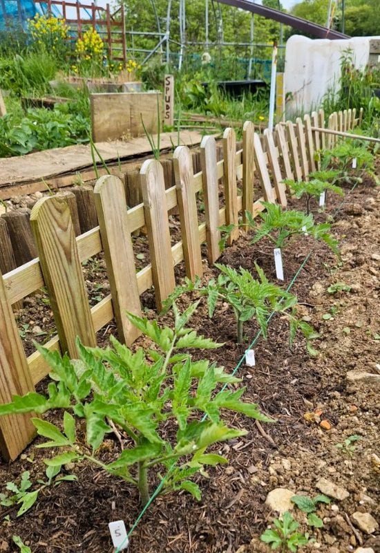 Which Fast-Release Fertilizer to Use to Boost Young Determinate Tomatoes?