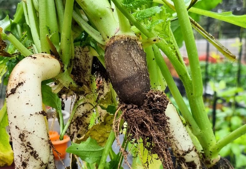 25 Common Vegetable Gardening Mistakes You Didn't Know You Were Making (And How to Fix 'Em) 12