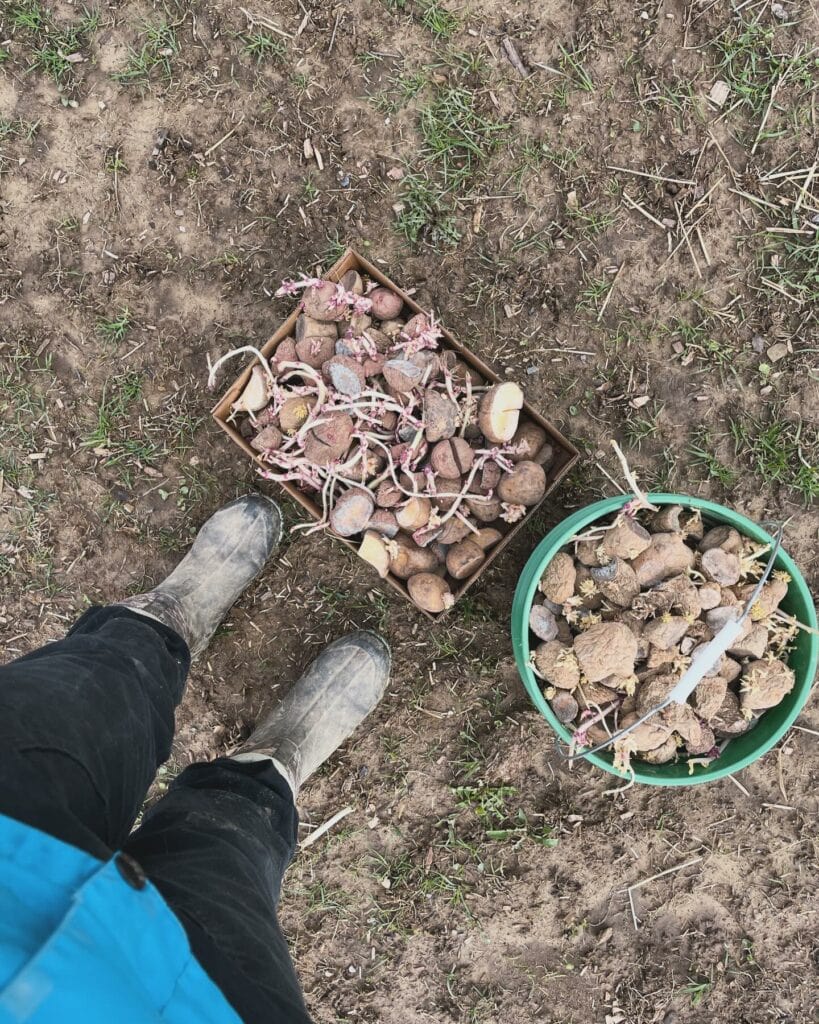 5 Proven Strategies for a Non-Stop Potato Harvest from Spring to Fall 2