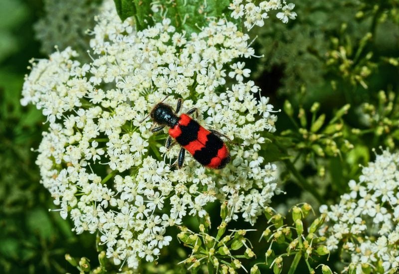 10 Must-Do End-of-Spring Tasks Every Perennial Gardener Should Tackle 4 Check for Pests Now!