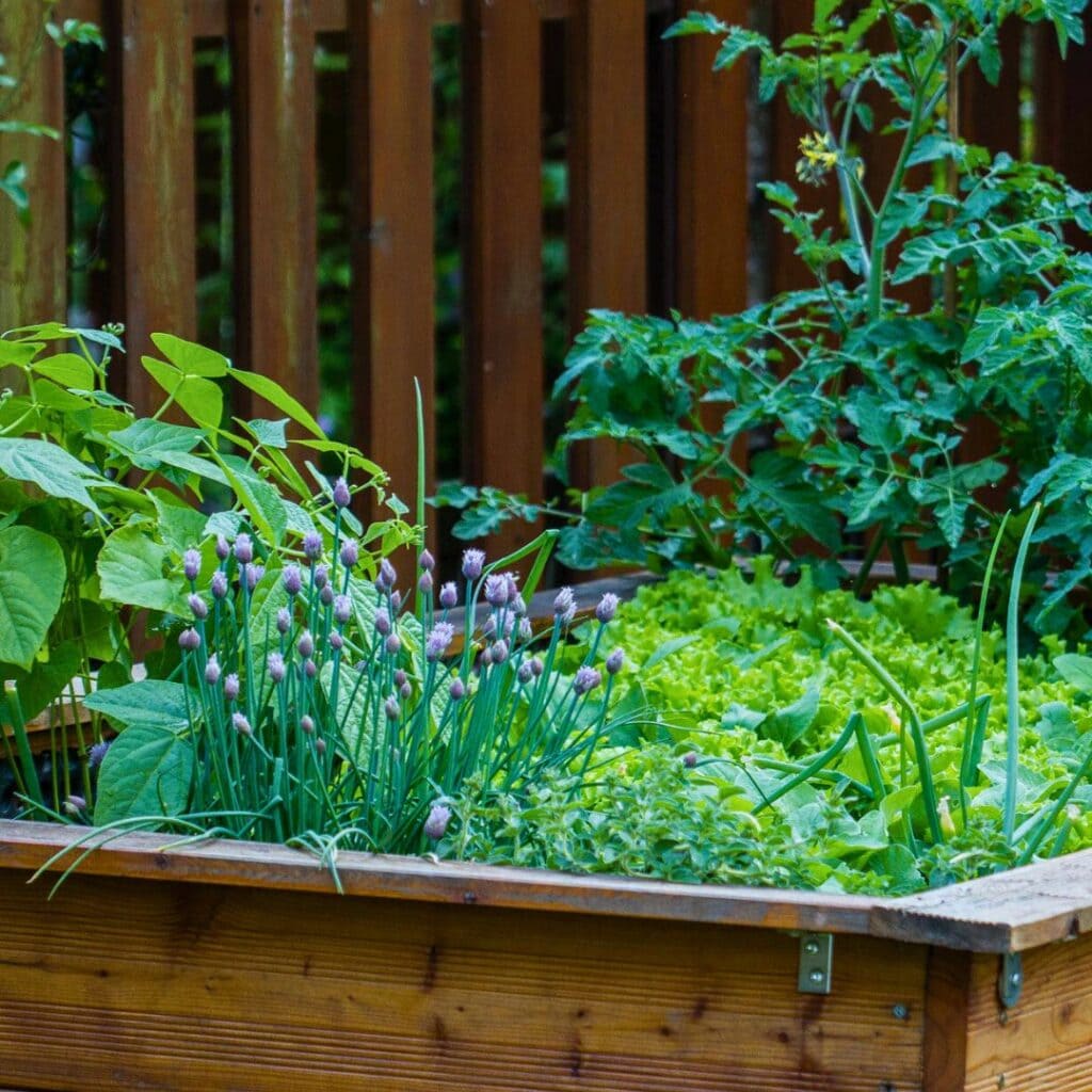 13 Reasons Why You’d Be Crazy Not to Grow Chives in Your Garden! 10