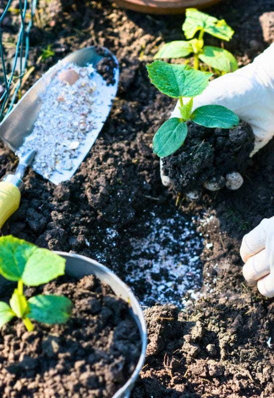 How to Fertilize Young Cucumber Plants to Get Them Growing Strong Early