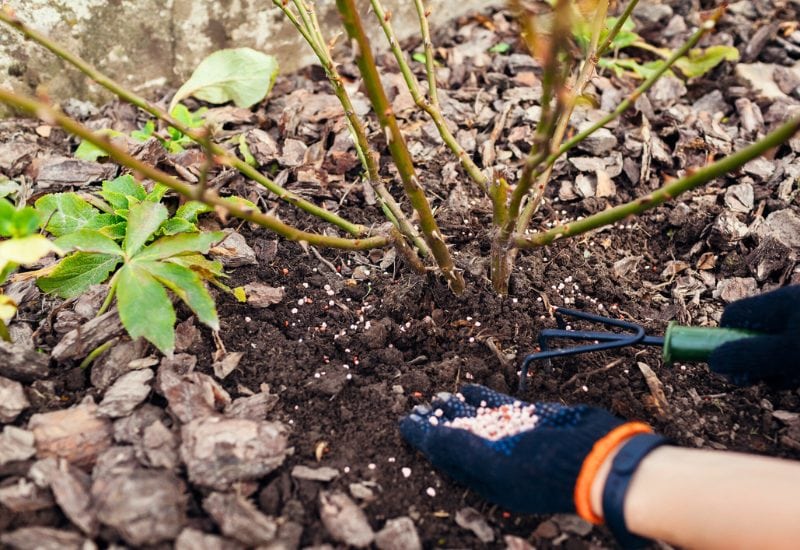 10 Must-Do End-of-Spring Tasks Every Perennial Gardener Should Tackle 2 Fertilize!