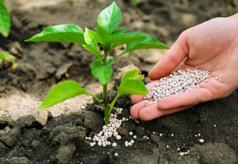 Fertilize Pepper Seedlings