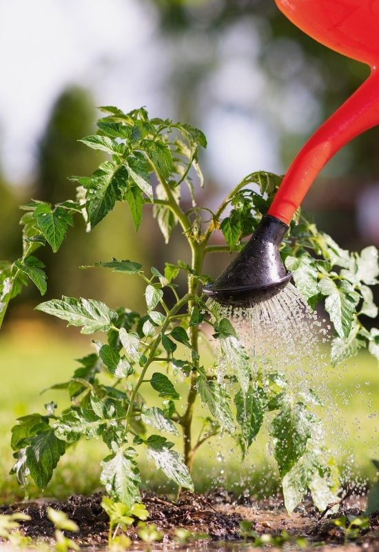 My Clever Ways to MANIPULATE Tomatoes to Produce Early, Often, and Nonstop