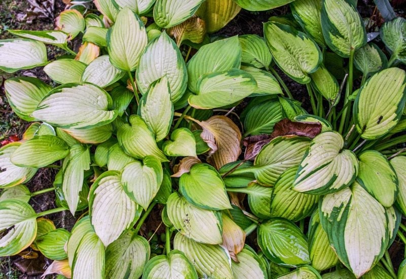 9 Secrets to Keep Hosta Leaves Healthy from Spring to Fall!