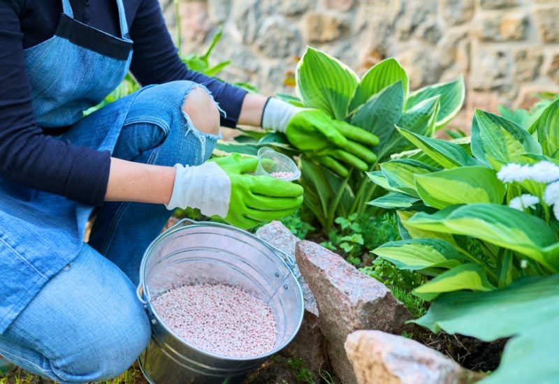Spring Fertilize Your Hostas