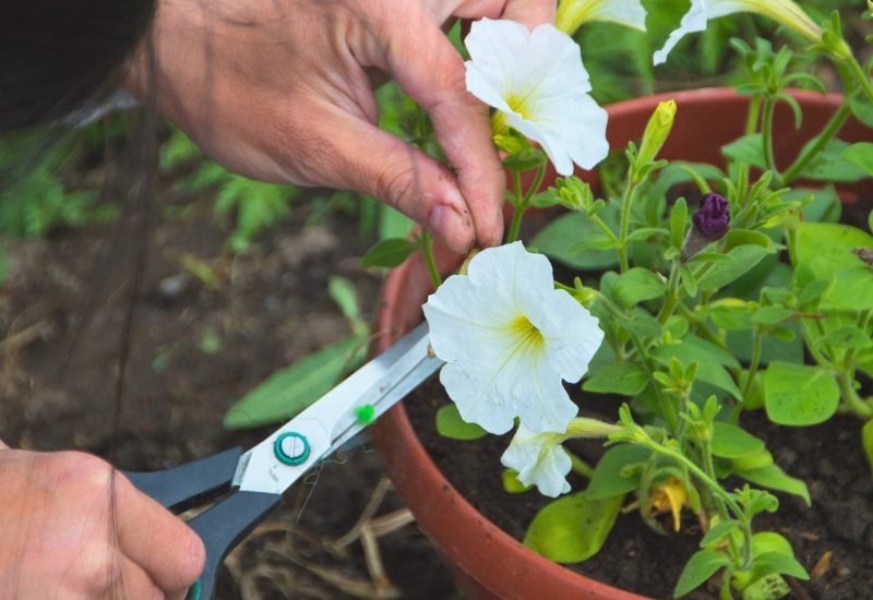 10 Must-Do End-of-Spring Tasks Every Perennial Gardener Should Tackle 8 Take Softwood Cuttings from Your Perennials