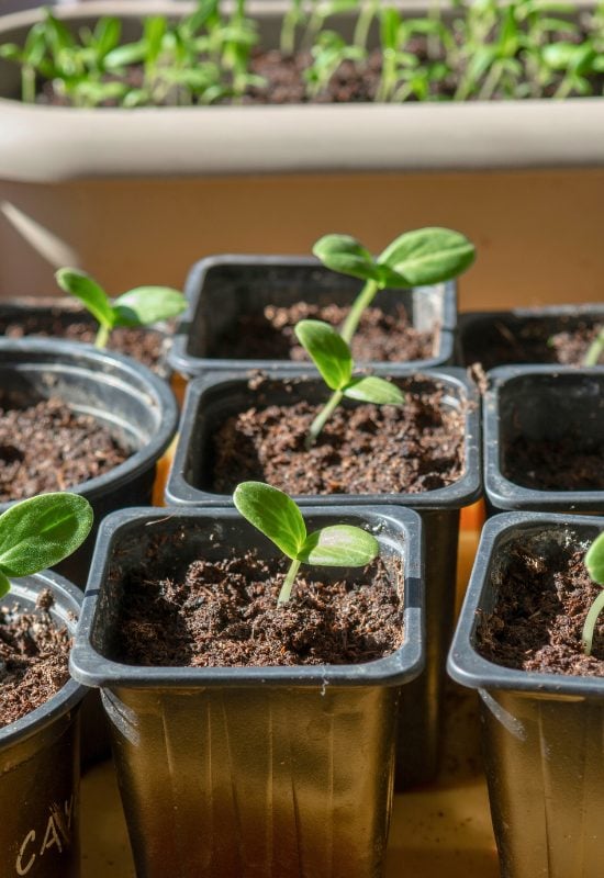 The First Fertilizer for Cucumber Seedlings – Like Milk for Babies