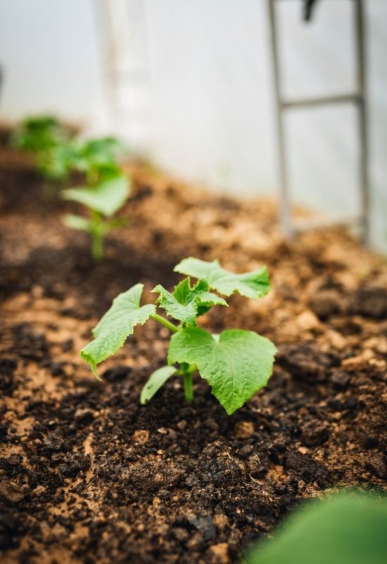 How to Fertilize Young Cucumber Plants to Get Them Growing Strong Early