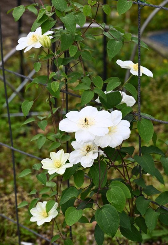 10 Must-Do End-of-Spring Tasks Every Perennial Gardener Should Tackle 7 Tie Climbers to Supports
