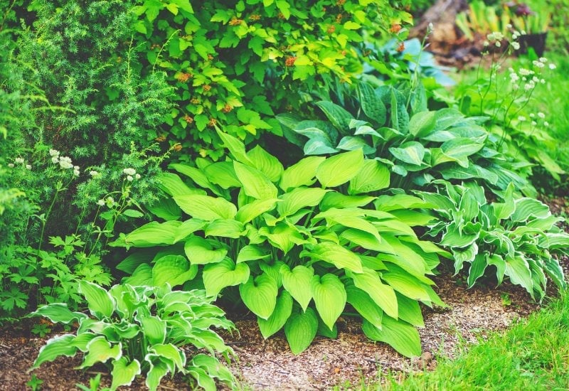 9 Secrets to Keep Hosta Leaves Healthy from Spring to Fall! 5
