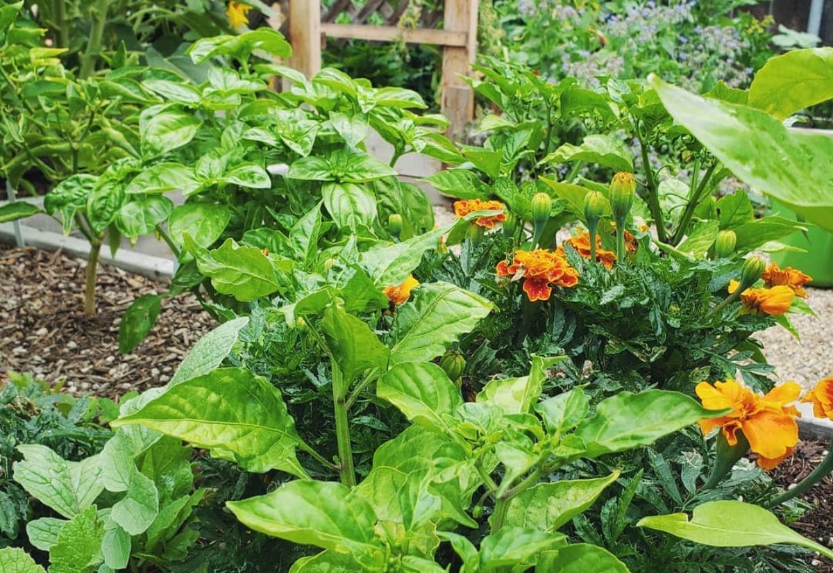 Best Companion Plants for Peppers