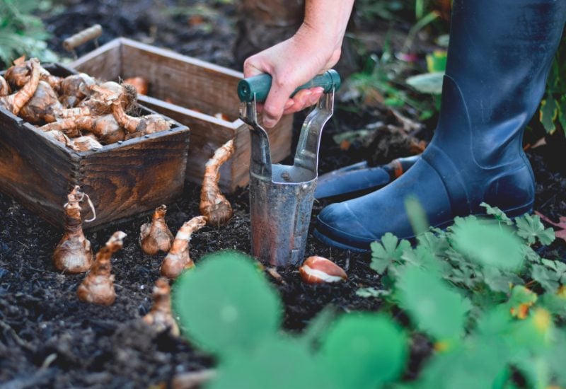 10 Must-Do End-of-Spring Tasks Every Perennial Gardener Should Tackle 6 Uproot Spring Bulbs and Tubers