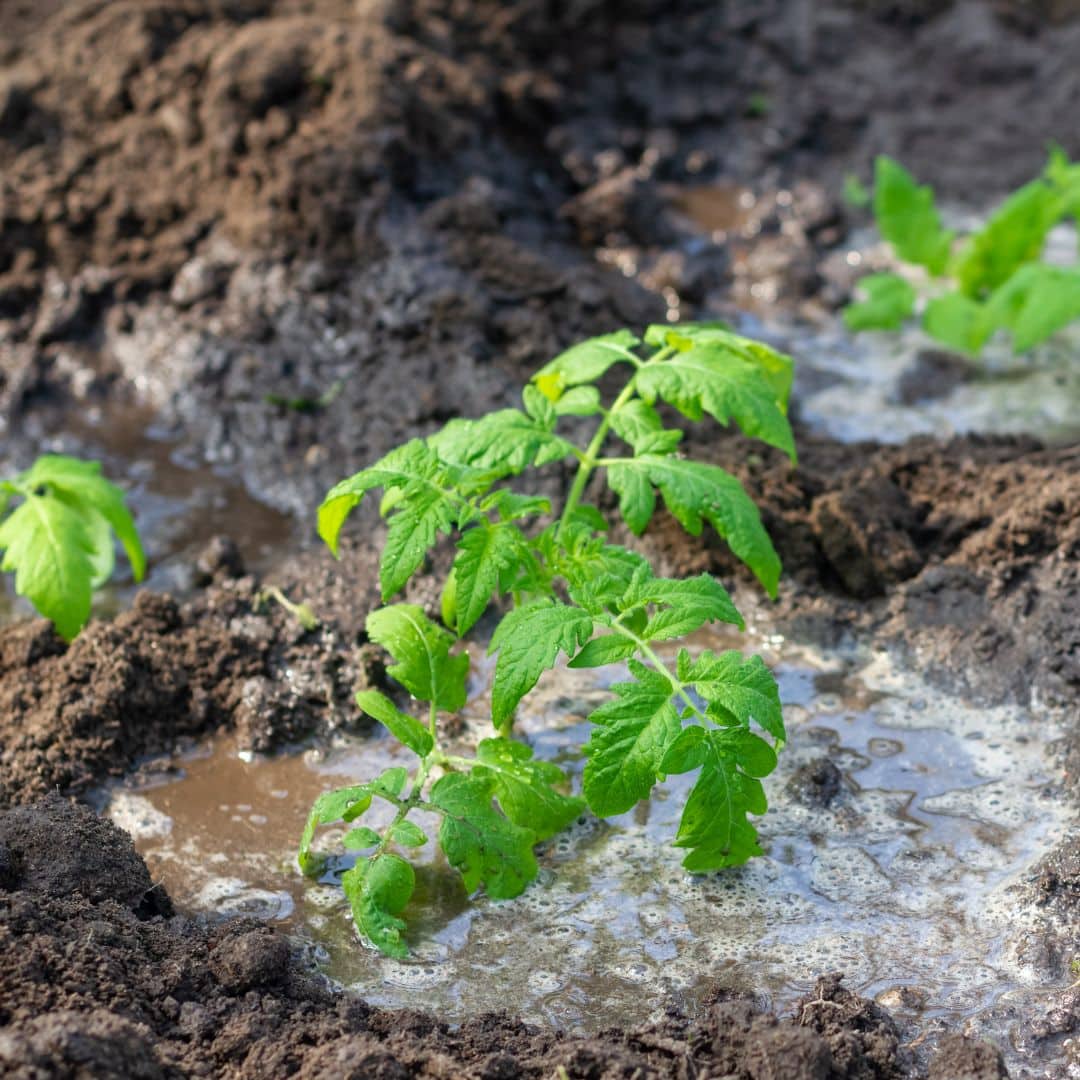 The Best Way to Fertilize Young Tomato Plants – How to Get Your Plants Growing! 3