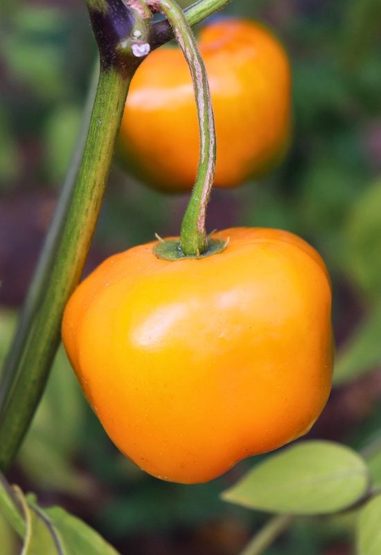 10 Excellent Hot Pepper Plants for Short Seasons or Cold Climates 8 Red hot chilli pepper Capsicum pubescens, Rocoto, Arequipa yellow giant on a plant in a home garden or a farm. Food concept.