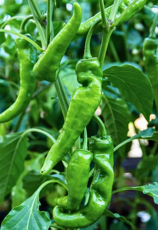 10 Excellent Hot Pepper Plants for Short Seasons or Cold Climates 7 ‘Anheim’ Chili Pepper (Capsicum baccatum ‘Anheim’)