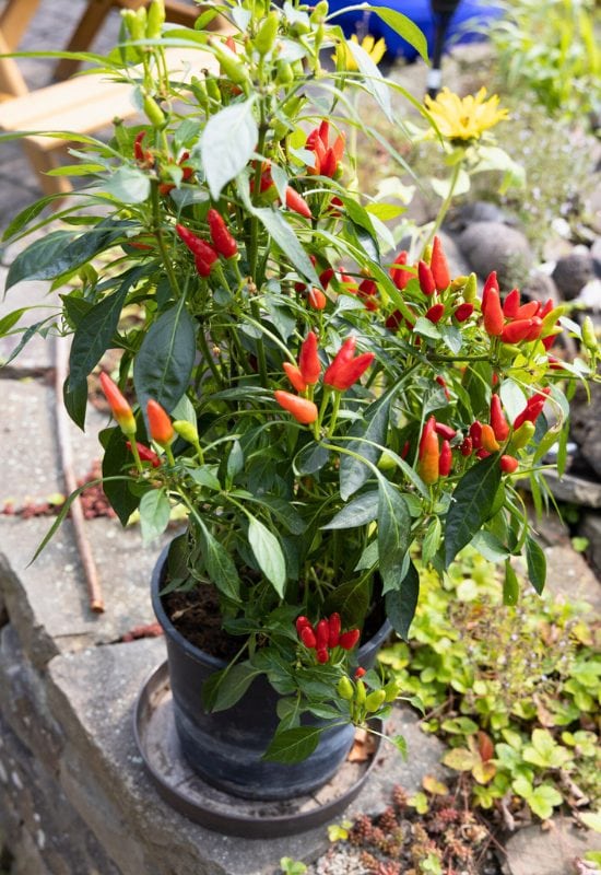 10 Excellent Hot Pepper Plants for Short Seasons or Cold Climates 12 ‘Bird’s Eye’ Thai Pepper (Capsicum annuum ‘Bird’s Eye’)