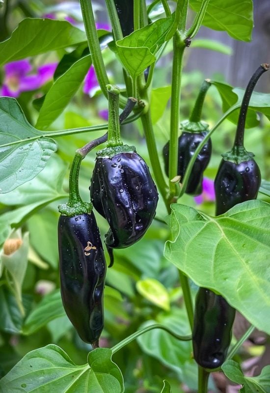 10 Excellent Hot Pepper Plants for Short Seasons or Cold Climates 3 ‘Black Hungarian’ Chili Pepper (Capsicum annuum var annuum ‘Black Hungarian’)