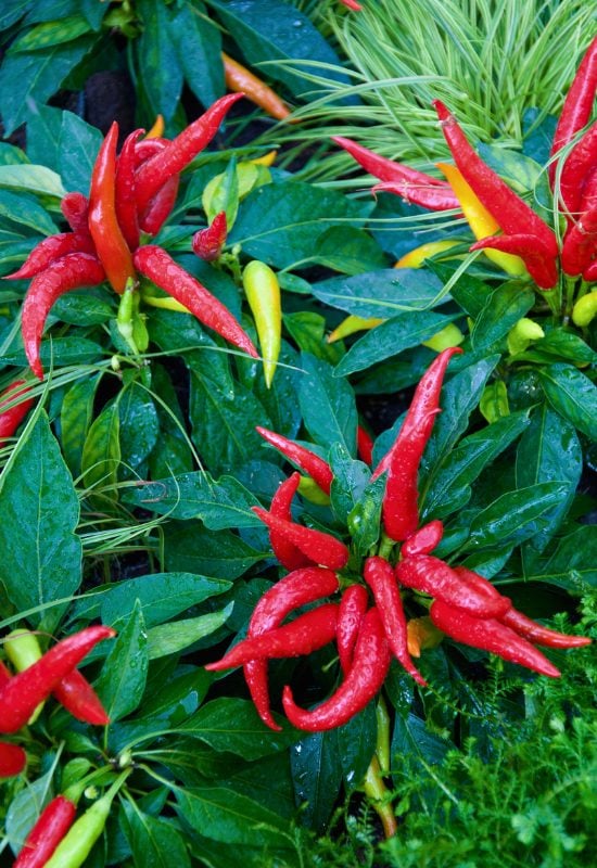 10 Excellent Hot Pepper Plants for Short Seasons or Cold Climates 6 ‘Korean Red’ Chili Pepper (Capsicum annuum ‘Korean Red’)