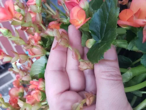 8 Secrets To Keep Begonias Blooming Big & Strong, All Summer Long! 7